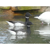 Pacific Brent Geese